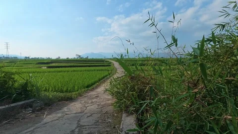 Wide rice fields and small rural road under blue sky Stock Footage 344349098