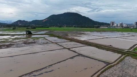 Wide rice fields flood under cloudy skies Stock Footage 339838572