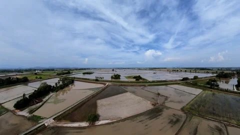 Wide rice fields flooded under partly cloudy skies Видео 345395702