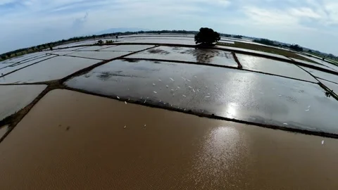 Wide rice fields glisten under soft sky Stockbeeldmateriaal 345393804