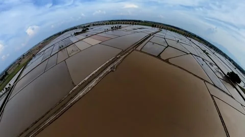 Wide rice fields under blue sky with clouds Vidéo 345393737