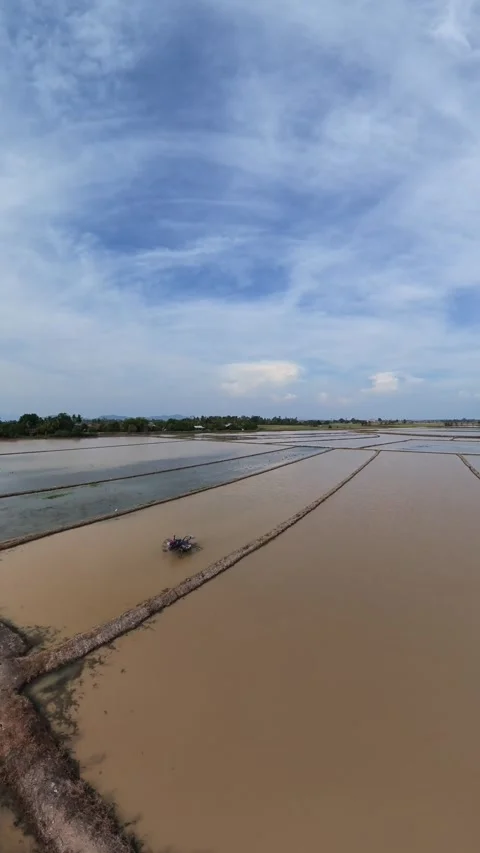 Wide rice fields under bright sky Stock-Footage 345410507