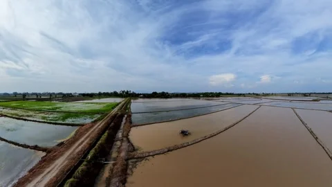 Wide rice paddies stretch under a bright sky Видео 345394757