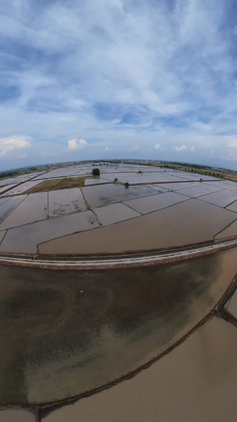 Wide rice paddies under blue sky Stock Footage 345409904