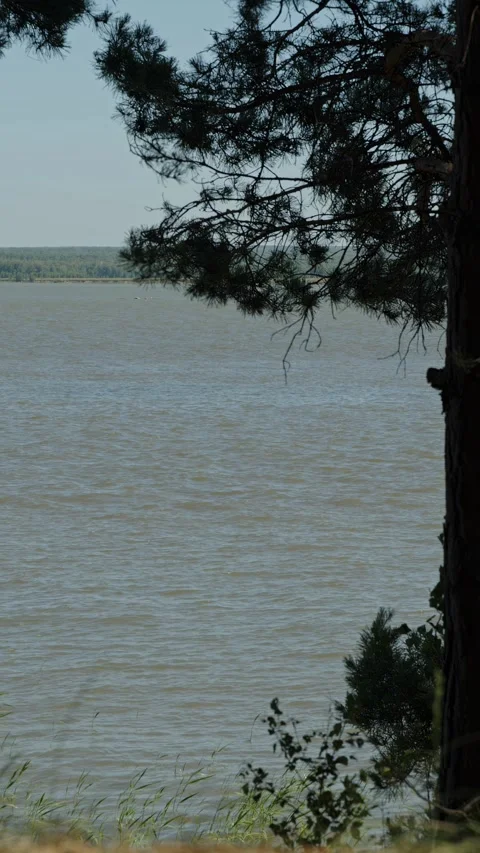 Wide rippling river framed by dark pine branches in summer Stock Footage 337391296