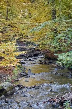 Wide river in the forest Stock Photos