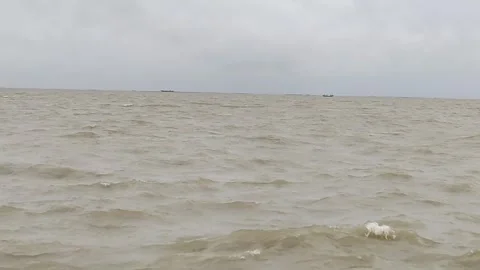 Wide River with Gentle Waves and Cloudy Sky – Static 4K Nature Footage Stock Footage 339014218