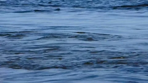 Wide river. Rapid clean flow in national park Stock Footage 237713140