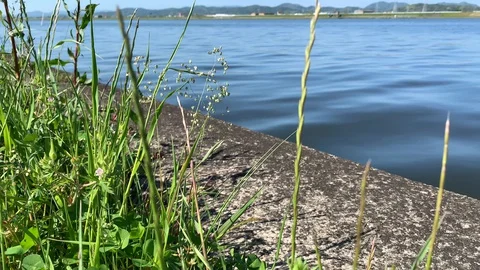 A wide river with smooth flowing water.  Stock Footage 129958064
