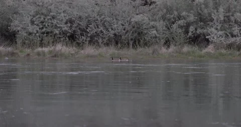Wide river view with Canada geese floating through frame Stockbeeldmateriaal 334483940