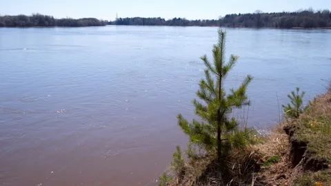 Wide river water surface with current in sunny day and forest in riverbank. Video stock 311867939