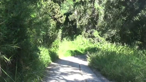 Wide road in the forest between large trees Stock-Footage 310040512