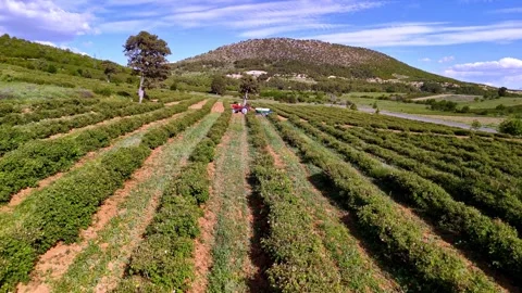 Wide Rose Harvest Stock Footage 337877274
