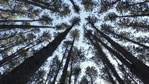 Wide rotating slider shot Towering trees in forest Video stock 88048645