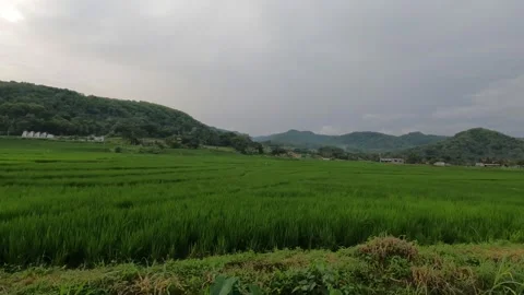 Wide Rural Landscape With Dark Clouds Over Rice Paddies Video stock 322177728