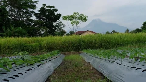 Wide Rural Landscape on Mount Merapi Slope – Daytime Indonesia Video stock 325923616