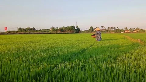 Wide Rural Scene of Farmer Applying Fertilizer in Rice Field Vietnam Stock Footage 337491260