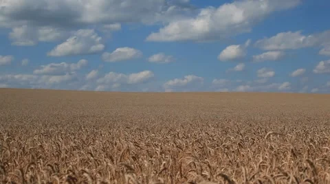 Wide Russian filed of wheat Stock Footage 51209581