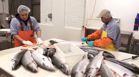 Wide salmon table Stock Footage 36980249