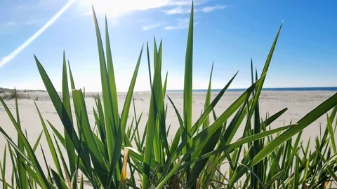 Wide, sandy beach Stock Footage 92048571