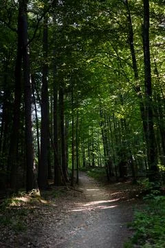 Wide sandy walking path leading through the middle of a peaceful forest Фото