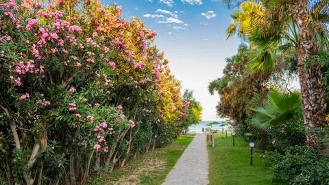 Wide scenic path to the sea through flowering bushes and palm trees Foto stock