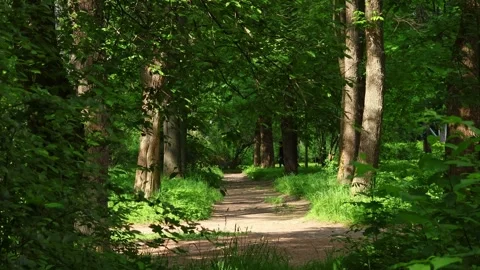 A wide shaded path in the forest park at a sunny summer evening Stock Footage 318395157