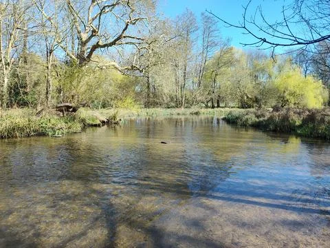 Wide, shallow river or stream flowing through a bright woodland landscape 库存照片