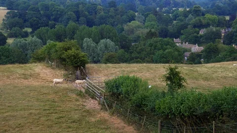 Wide, sheep going through gate in Cotswold, England, summer Stock Footage 98719368