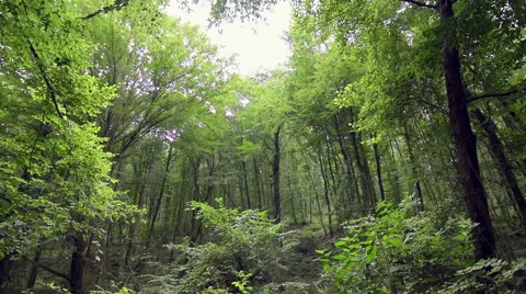 Wide shoot of tall green trees in deep forest Stock Footage 66261347