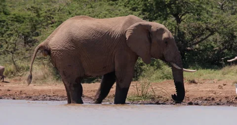 Wide shot of an African elephant making a massive dung drop in dam Vídeo Stock 308677092