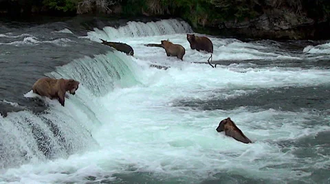 Wide Shot of Alaskan Brown Bears at Falls, Salmon Jumping Stock Footage 50623763