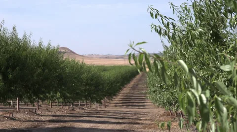 Wide Shot of an Almond Orchard Stock Footage
