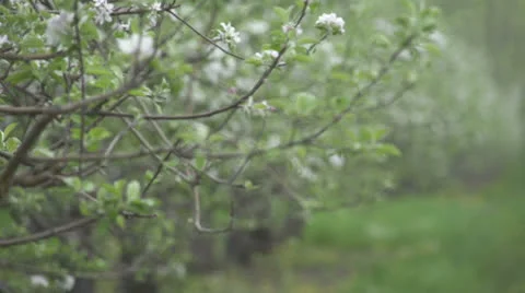 Wide shot of Apple Blossoms Vídeo Stock 24096620
