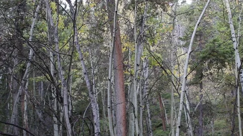 Wide shot of Aspen Trees  Stock Footage 55575751