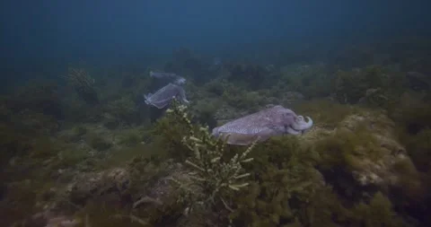 Wide Shot Of Australian Cuttlefish Migration Stock Footage 318057623