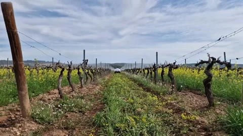 Wide shot of autonomous atomizer moving forward spraying vineyard vines 库存影片 348692990