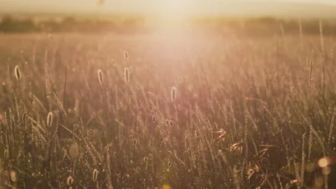 Wide shot of backlit grass on a sunny morning in Kenya. Stock Footage 261027387
