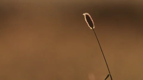 Wide shot of backlit strand of grass on a sunny morning in Kenya. Stock Footage 261027512