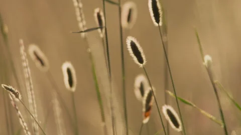 Wide shot of backlit strands of grass at sunrise in Kenya. Stock Footage 261027581