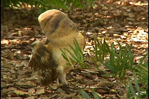 Wide Shot of Barn Owl Doing a 180 Look Around Bird of Prey Stock Footage 141731