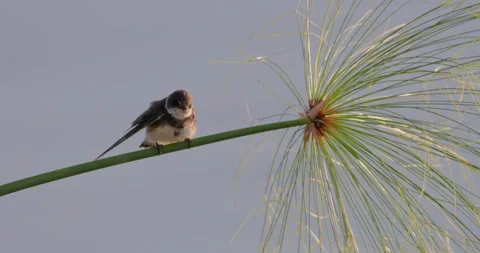 Wide shot of a barn swallow perched on a papyrus branch Stock Footage 308676133