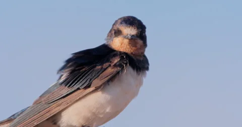 Wide shot of barn swallow preening itself during the morning in Kenya Stock Footage 308678549
