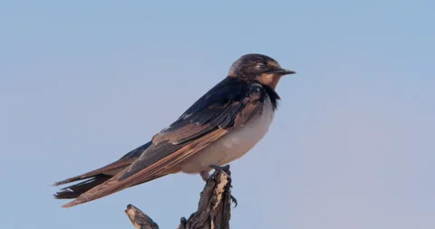 Wide shot of a barn swallow preening itself from the top of dead tree Stock Footage 308678553