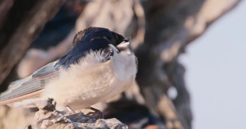 Wide shot of a barn swallow preening its feathers in Kenya Stock Footage 308678559