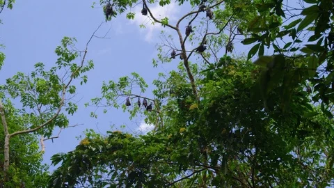 Wide shot of bats on tree Stock Footage 79018057