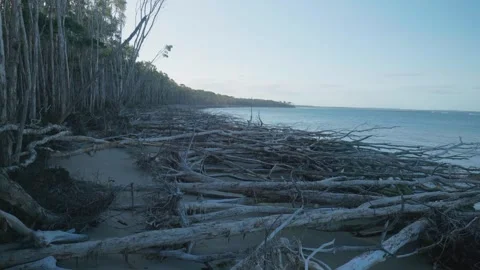 Wide shot of beach covered in fallen trees Видео 297716975
