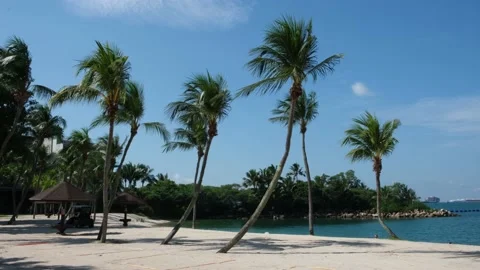 Wide Shot Beach Palm Trees Moving Wind Stock Footage 144589347