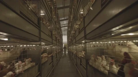 Wide Shot Between Cages Full of Chickens in Chicken Farm Stock Footage 231500961