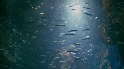 Wide shot of big school of fish swimming in an aquarium 库存影片 309845285